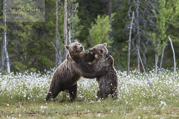 Europäischer Braunbär (Ursus arctos arctos)  ausgewachsene Tiere  Spiel und Kampf im Sumpf  Suomussalmi  Finnland  Europa