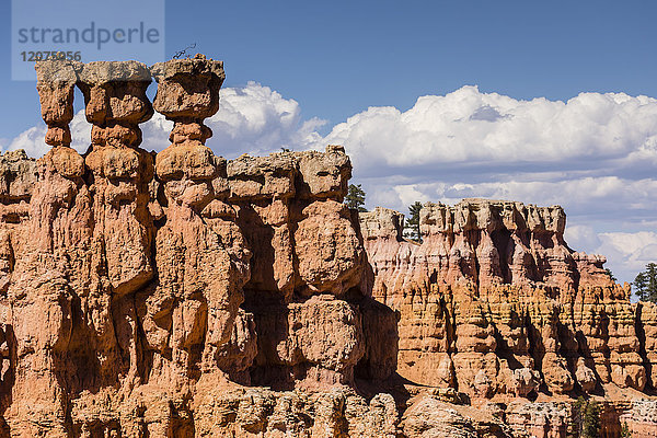 Blick auf Hoodoo-Formationen vom Navajo Loop Trail im Bryce Canyon National Park  Utah  Vereinigte Staaten von Amerika  Nordamerika