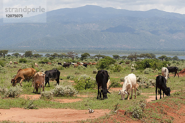 Illegal weidende Rinder im Tsavo-West-Nationalpark in der Nähe des Gipe-Sees  Kenia  Ostafrika  Afrika