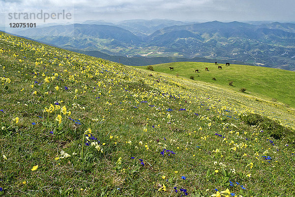 Blühende Wildblumen und Pferde  Berg Acuto  Apennin  Umbrien  Italien  Europa