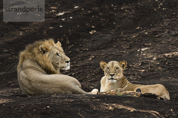 Ein Löwenpaar (Panthera leo) auf einer als Löwenfelsen bekannten Kopje im Lualenyi-Reservat  Tsavo  Kenia  Ostafrika  Afrika