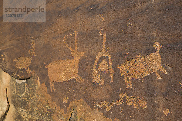 Anasazi-Petroglyphen  Shay Canyon  Utah  Vereinigte Staaten von Amerika  Nordamerika