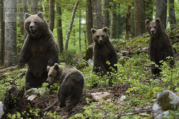 Europäische Braunbären (Ursus arctos) und Jungtiere  Slowenien  Europa