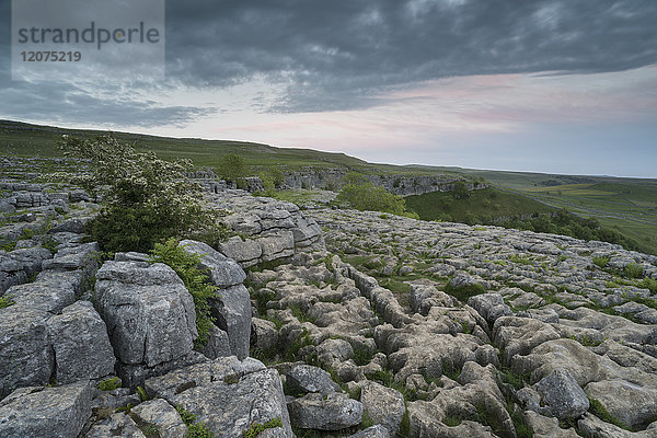 Blick auf Kalksteinpflaster  Malham Cove  Malham  Yorkshire Dales National Park  North Yorkshire  England  Vereinigtes Königreich  Europa