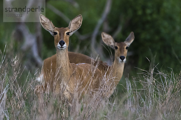 Weibliche Impalas (Aepyceros melampus)  Tsavo  Kenia  Ostafrika  Afrika