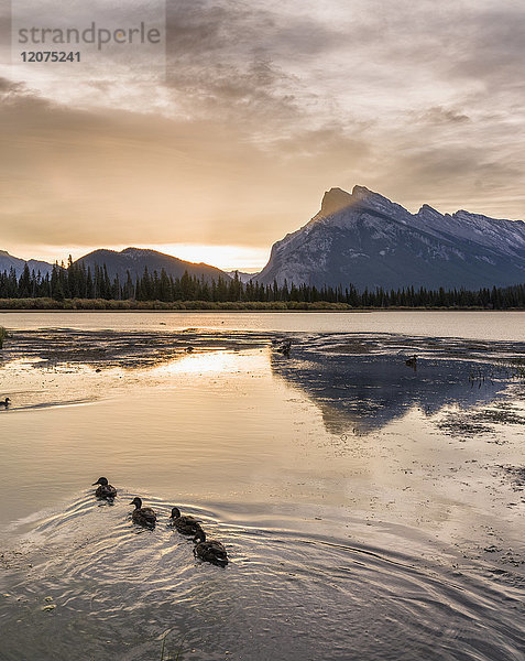 Morgenlandschaft in den Vermilion Lakes  Banff-Nationalpark  UNESCO-Welterbe  Kanadische Rockies  Alberta  Kanada  Nordamerika