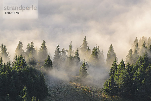 Ukraine  Gebiet Zakarpattia  Bezirk Rachiw  Karpaten  Chornohora  Nebel über dem Wald am Berg Petros