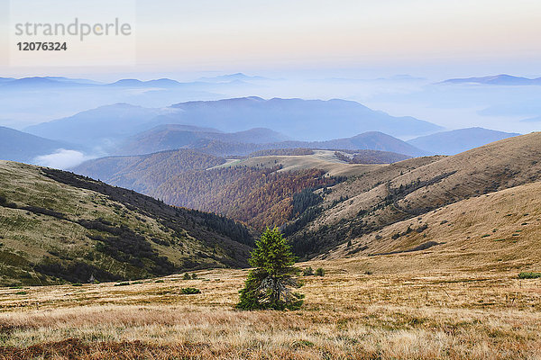 Ukraine  Gebiet Zakarpattia  Bezirk Rachiw  Karpaten  Chornohora  Sheshul  Berglandschaft mit einsamem Baum inmitten einer Wiese