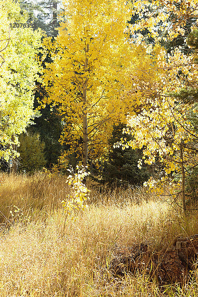 USA  Kalifornien  Lake Tahoe  Gras und Bäume im Herbst