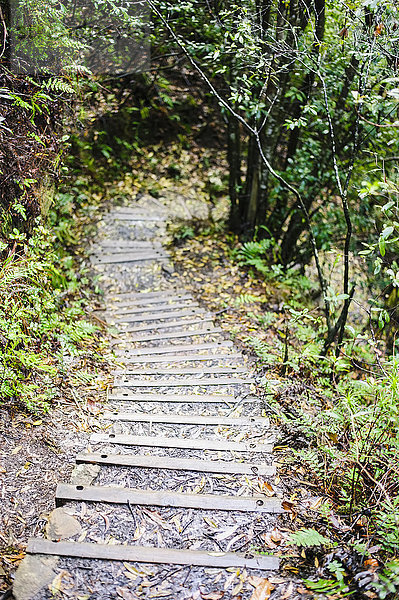 Schritte auf dem Weg durch den Wald