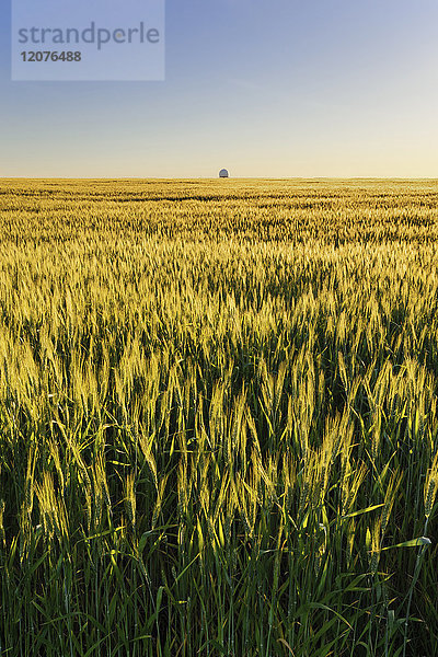 Ukraine  Gebiet Dnepropetrowsk  Stadt Dnepropetrowsk  Klarer Himmel über Feld