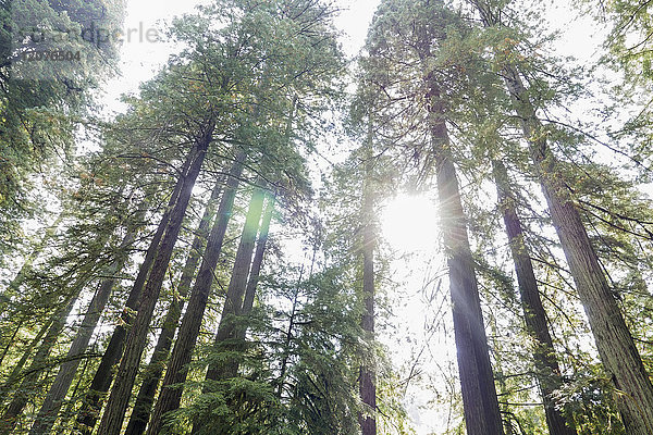 USA  Kalifornien  Humboldt County  Sonne scheint über Wald