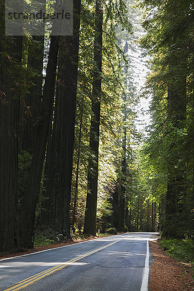 USA  Kalifornien  Humboldt County  Leere Straße im Redwood-Wald