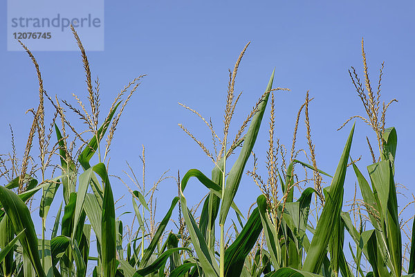 Maisfeld gegen blauen Himmel