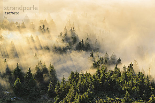 Ukraine  Gebiet Zakarpattia  Bezirk Rakhiv  Karpaten  Chornohora  Nebel über Wald