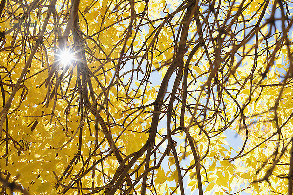 Zweige mit gelben Blättern