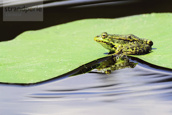 Frosch auf nassem Blatt einer Seerose sitzend