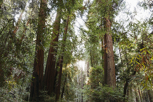 USA  Kalifornien  Muir Woods National Park  Hohe Bäume im Wald