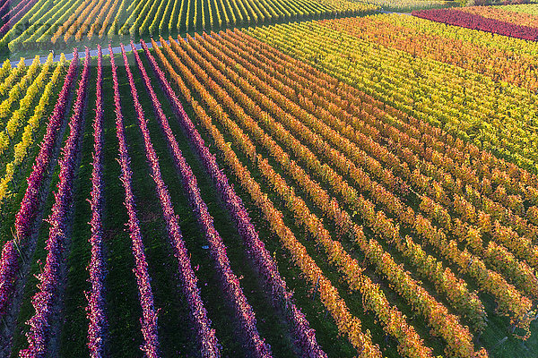 Deutschland  Stuttgart  Luftaufnahme der Weinberge am Kappelberg im Herbst