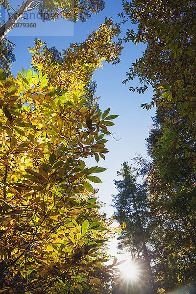 Deutschland  Rheinland-Pfalz  Pfälzer Wald  Edelkastanie im Herbst  Castanea sativa