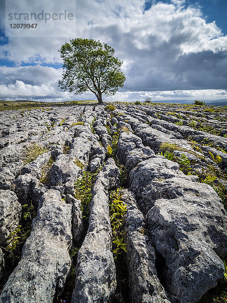 Großbritannien  England  Yorkshire Dales National Park  einsamer Baum