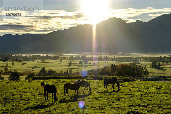 Deutschland  Bayern  Oberbayern  Sonnenaufgang über dem Loisachmoor  Pferde auf der Wiese