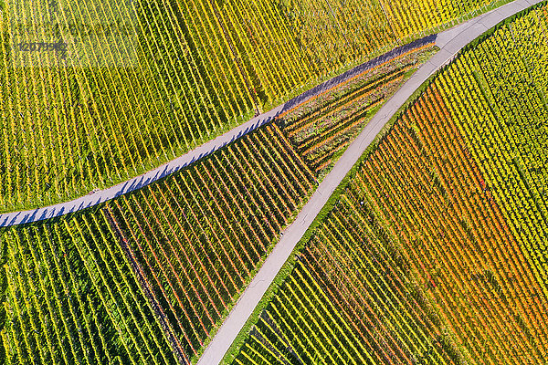 Deutschland  Stuttgart  Luftaufnahme der Weinberge am Kappelberg im Herbst