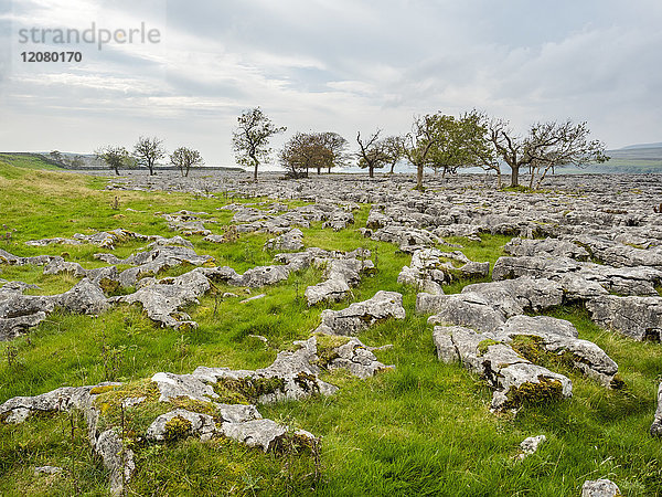 Großbritannien  England  District Yorkshire Dales  Southerscale  Southerscales Nature Reserve  Felsenfeld