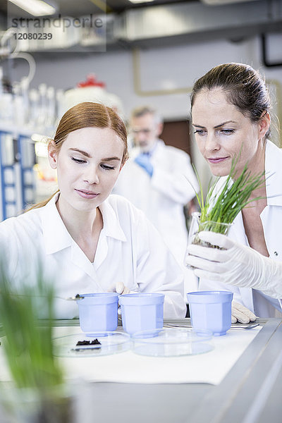 Wissenschaftler im Labor zur Untersuchung von Pflanzen und Bodenproben