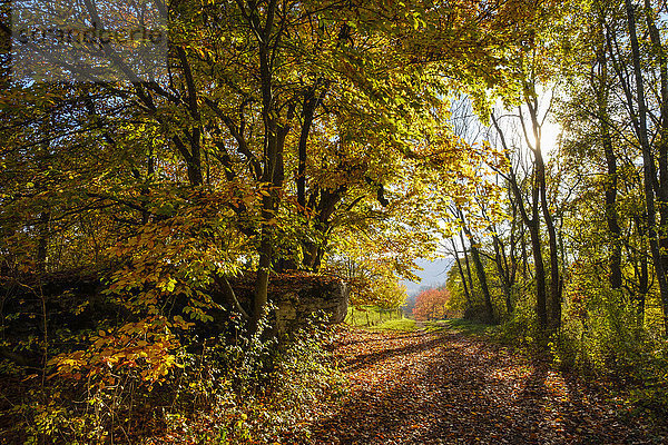 Deutschland  Bayern  Franken  Mittelfranken  Altmühltal  bei Pappenheim  Waldweg im Herbst