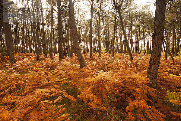 Frankreich  Bretagne  Herbstwald