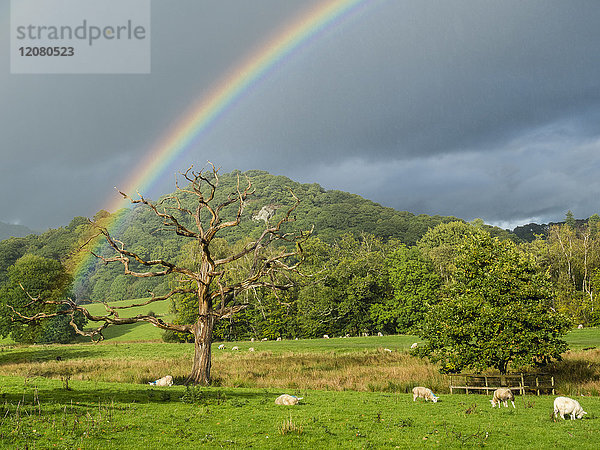 Großbritannien  England  Lake District National Park  Toter Baum  Regenbogen und Schafe