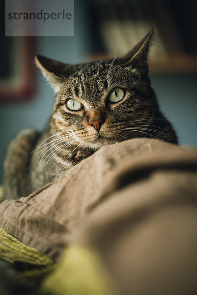 Portrait der Katze auf der Couch