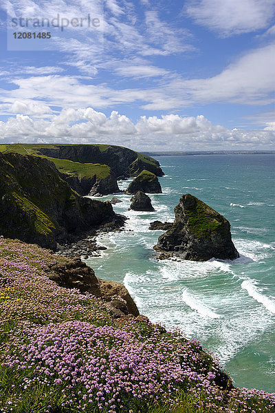 Großbritannien  England  Cornwall  bei Newquay  Bedruthan Steps  Felsenküste  Marsh Gänseblümchen