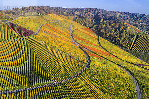 Deutschland  Stuttgart  Luftaufnahme der Weinberge am Kappelberg im Herbst