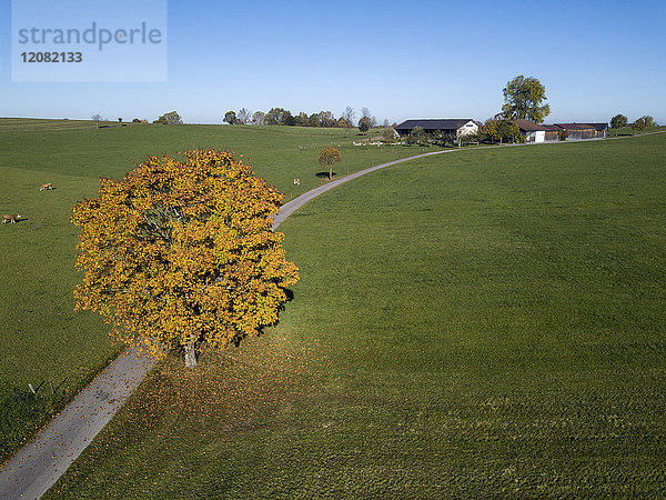 Deutschland  Bayern  Oberbayern  Landsberied  Umzug im Herbst