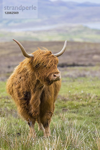 Großbritannien  Schottland  Schottische Highlands  Highland Cattle