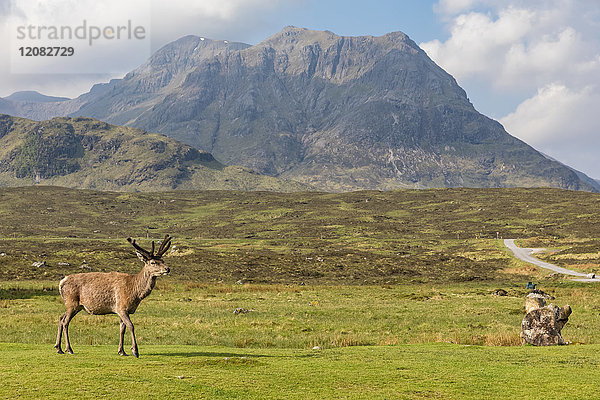 UK  Schottland  Highland  Glencoe  Rotwild am Buachaille Etive Bergmassiv