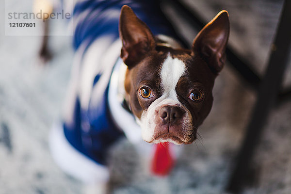 Flach fokussiertes Porträt eines Boston Terriers in Geschäftskleidung