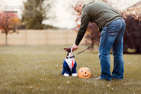Mann im Park streichelt seinen Boston Terrier und trägt zu Halloween Geschäftskleidung