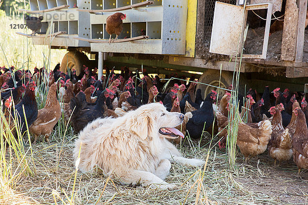 Pyrenäen Sennenhund liegend bei Freilandhaltung goldener Komet und schwarze Sternhühner auf Biobauernhof