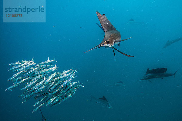 Segelfische jagen Sardinenköderbällchen nahe der Oberfläche