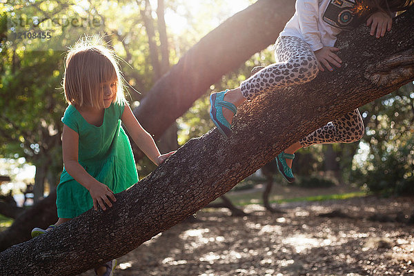 Mädchen klettern im Sonnenlicht auf einen Baum