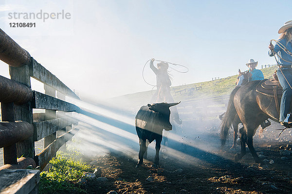 Cowboy zu Pferd beim Lassowerfen eines Stierkalbs  Enterprise  Oregon  Vereinigte Staaten  Nordamerika