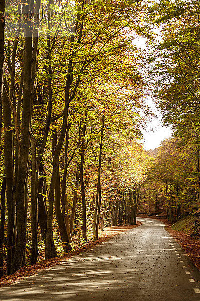 Baumgesäumte Straße im Herbst  Montseny  Katalonien  Spanien  Europa