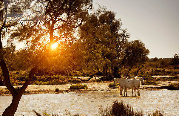 Im Fluss stehende Pferde  Camargue  Frankreich