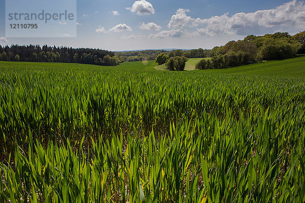 Landschaft aus Gras