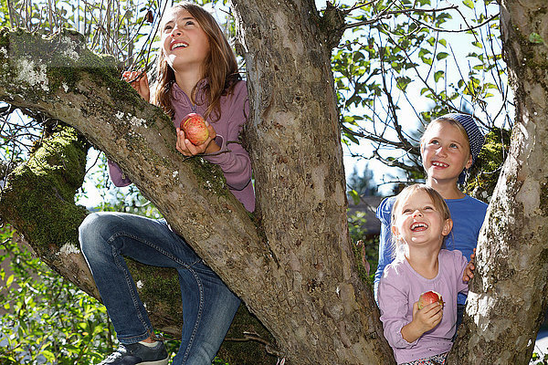 Drei junge Mädchen pflücken Äpfel vom Baum