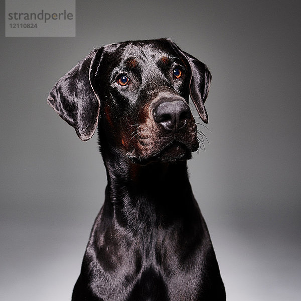 Studioporträt eines Dobermann-Hundes