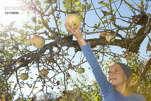 Junges Mädchen pflückt Apfel vom Baum